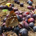 Ein noch nie gesehener Gast im Garten...