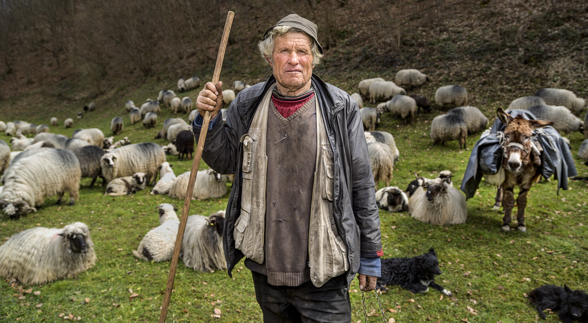 Ein Nomad aus Bosnien macht Pause mit seinem schafen.