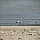 Ein Nordseestorch sucht Bernstein