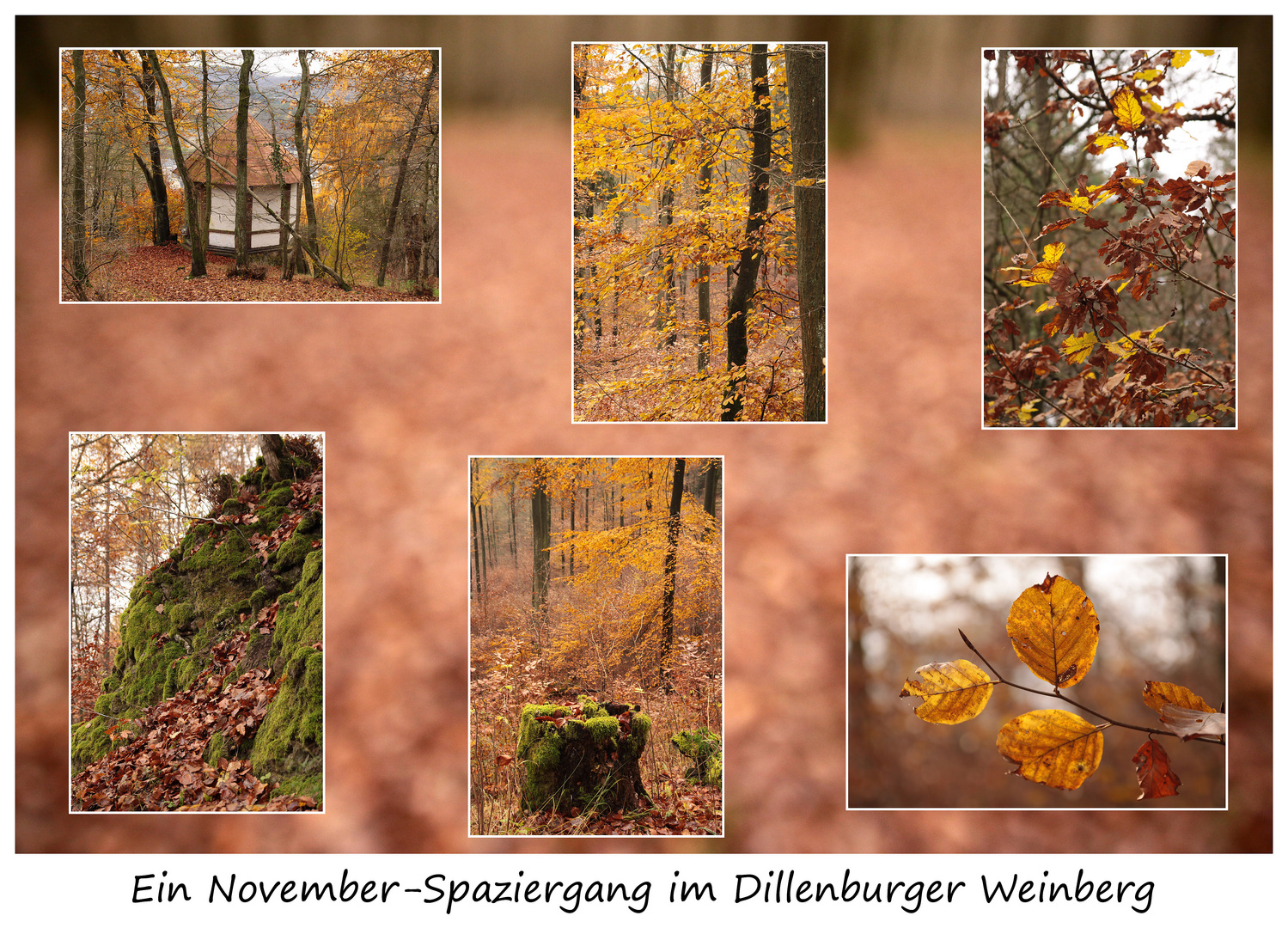 Ein November-Spaziergang im Dillenburger Weinberg