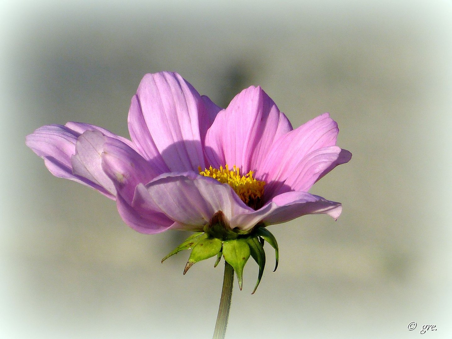 Ein Novemberblümchen