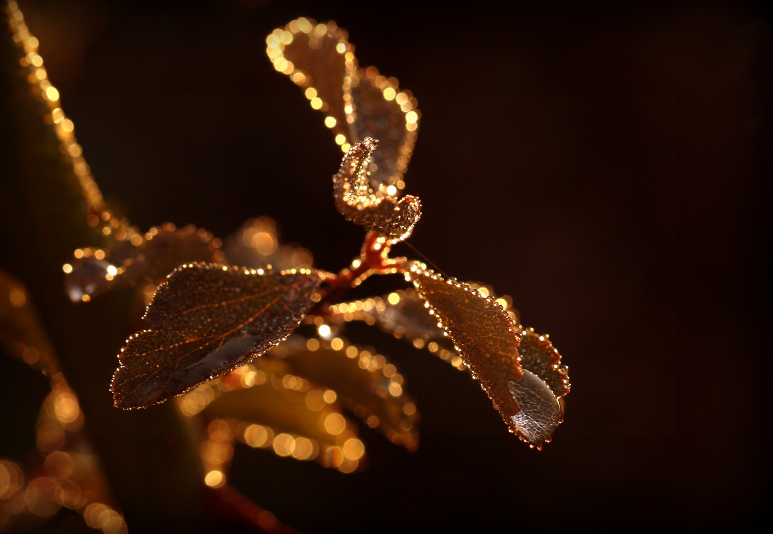 Ein Novembermorgen