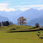 Ein Novembertag im Oberallgäu