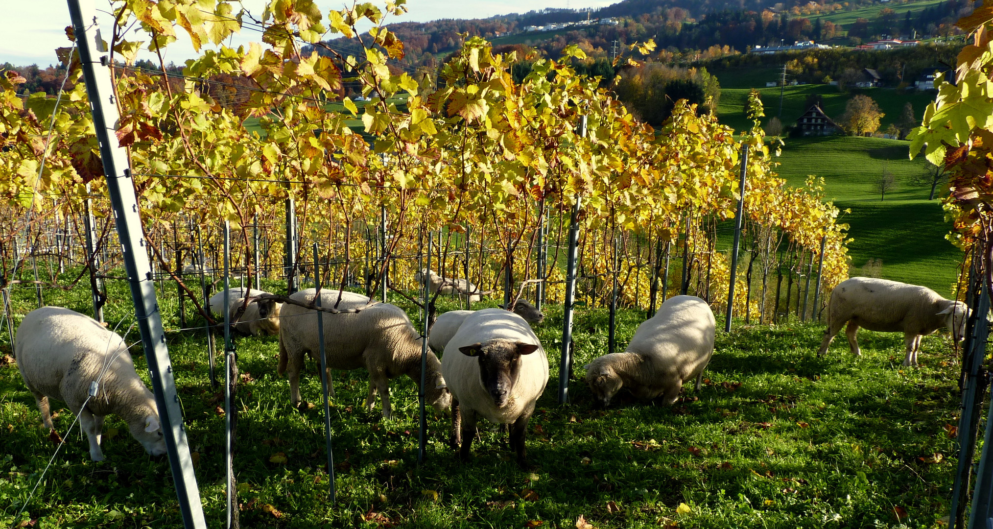 Ein Novembertag / un dia en noviembre / un jour en novembre...11