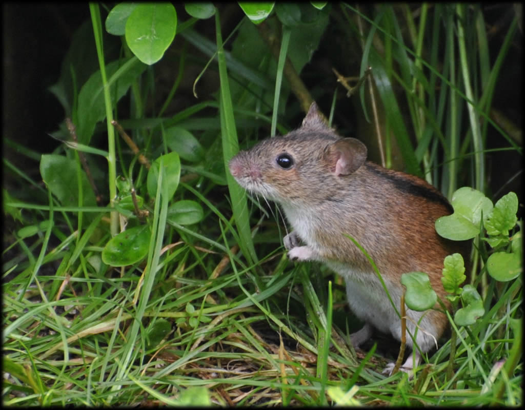 Ein nützlicher Nager - Die Brandmaus