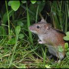 Ein nützlicher Nager - Die Brandmaus