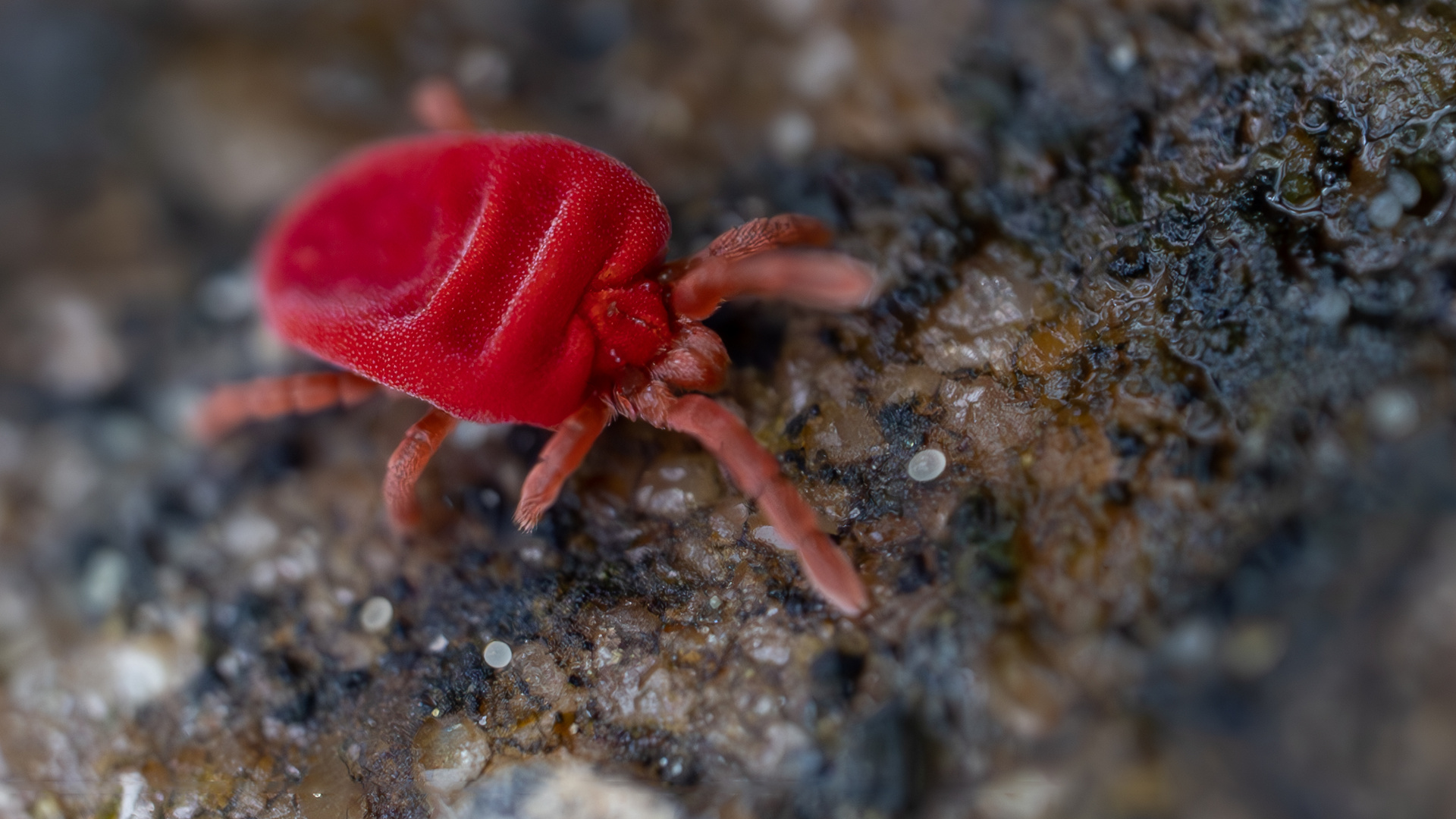 Ein nützliches Tierchen, die Rote Samtmilbe Foto & Bild natur