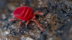 Ein nützliches Tierchen, die Rote Samtmilbe