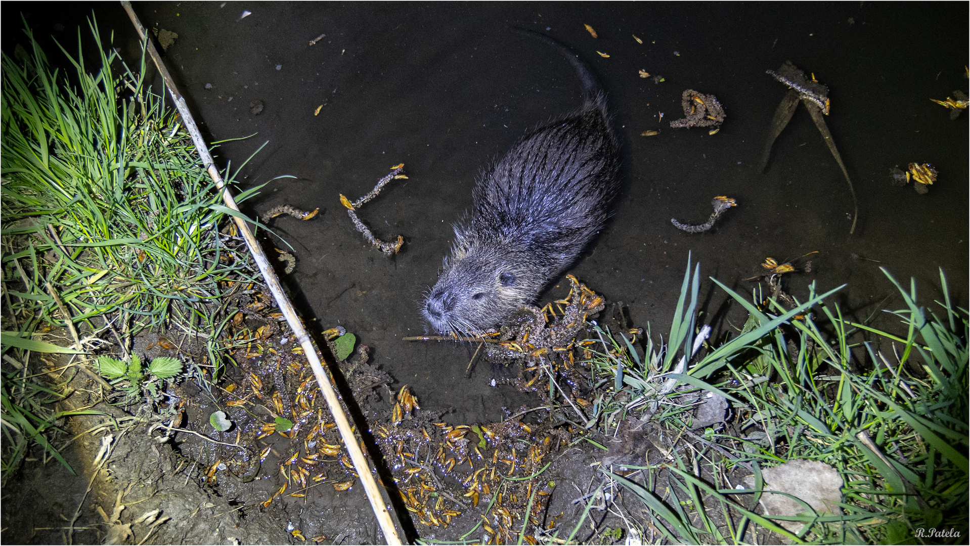 Ein Nutria...