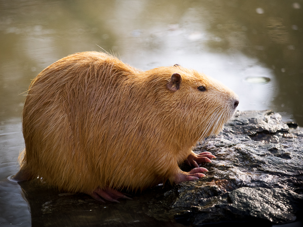 ein Nutria