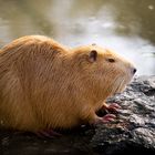 ein Nutria