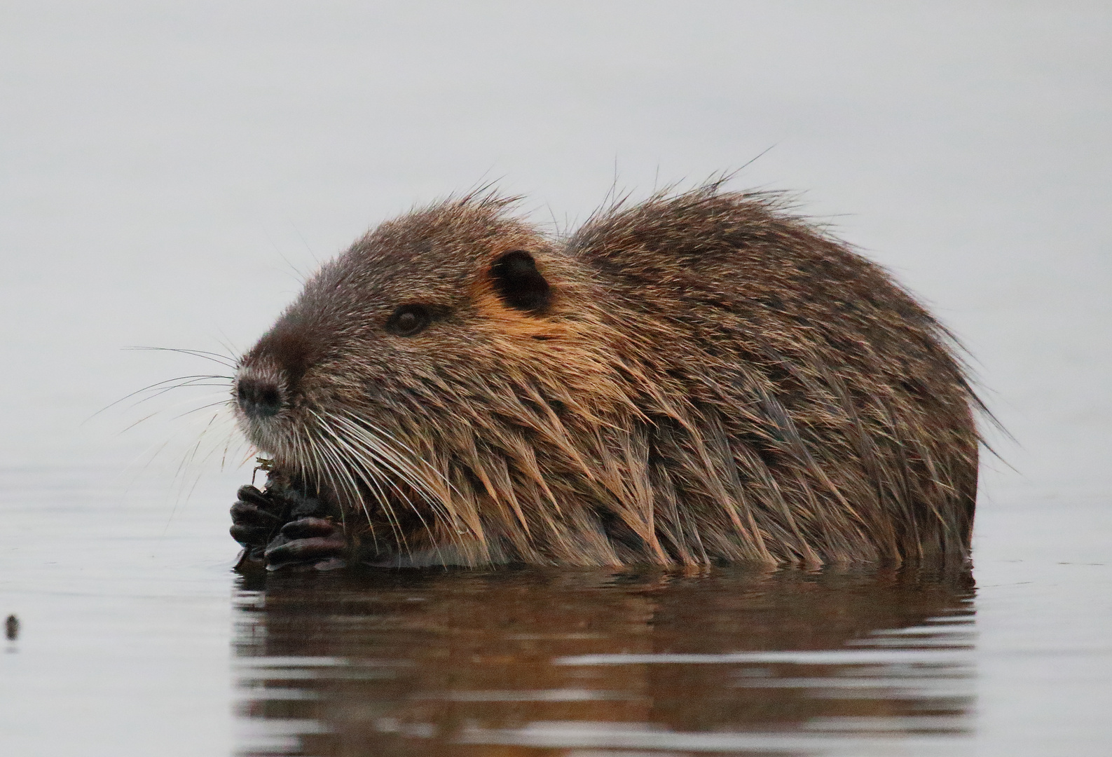 Ein Nutria ......