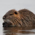 Ein Nutria ......