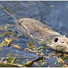 Ein Nutria ist mir auch am Wasser begegnet !