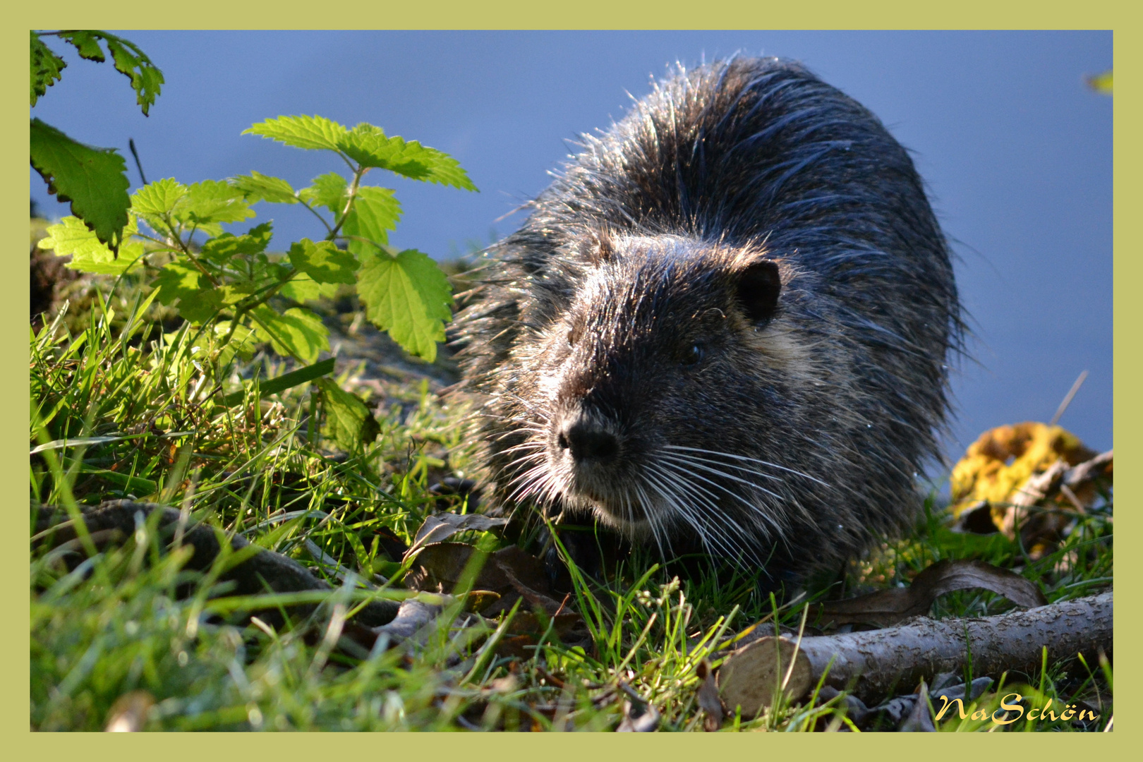 Ein Nutria kommt selten allein... :-))