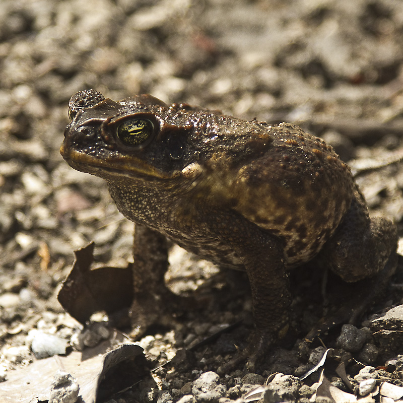 ein ochsenfrosch