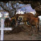 Ein ökumenic andacht of holy Hindu cows in the Catholic cementary of Negombo, Sri Lanka
