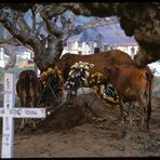 Ein ökumenic andacht of holy Hindu cows in the Catholic cementary of Negombo, Sri Lanka