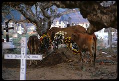 Ein ökumenic andacht of holy Hindu cows in the Catholic cementary of Negombo, Sri Lanka