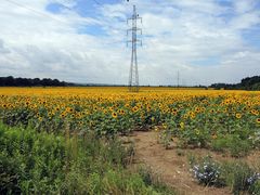 ... ein öliges Feld ....