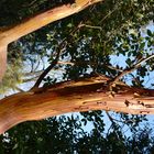 Ein Östlicher Erdbeerbaum