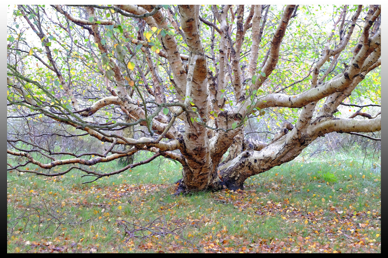 ein "ohne Stamm" Baum