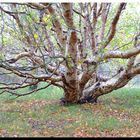 ein "ohne Stamm" Baum