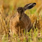 Ein-Ohr-Hase