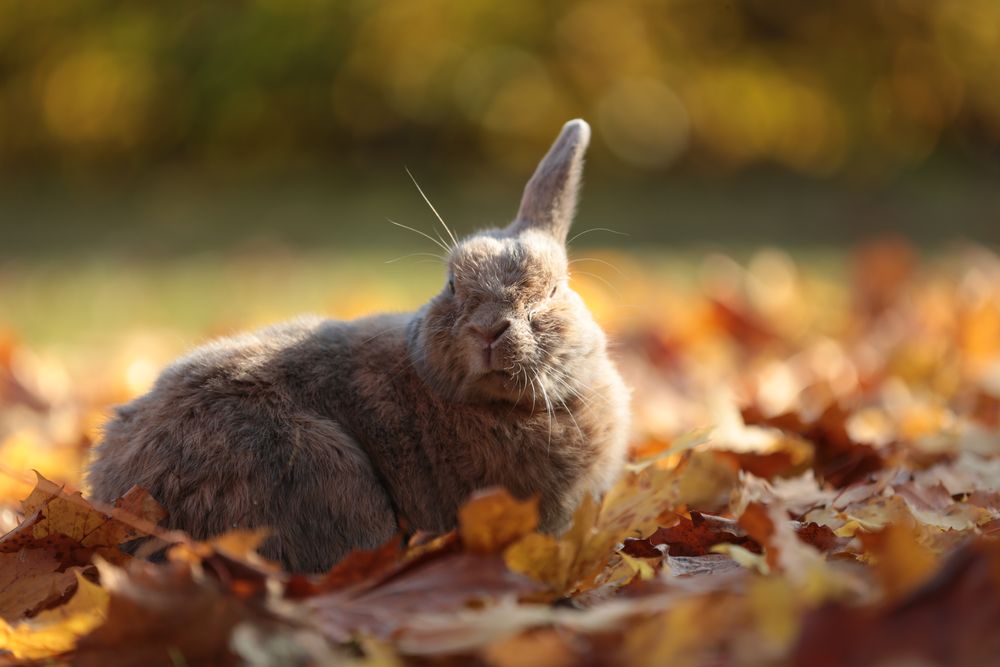 Ein-Ohr-Hase