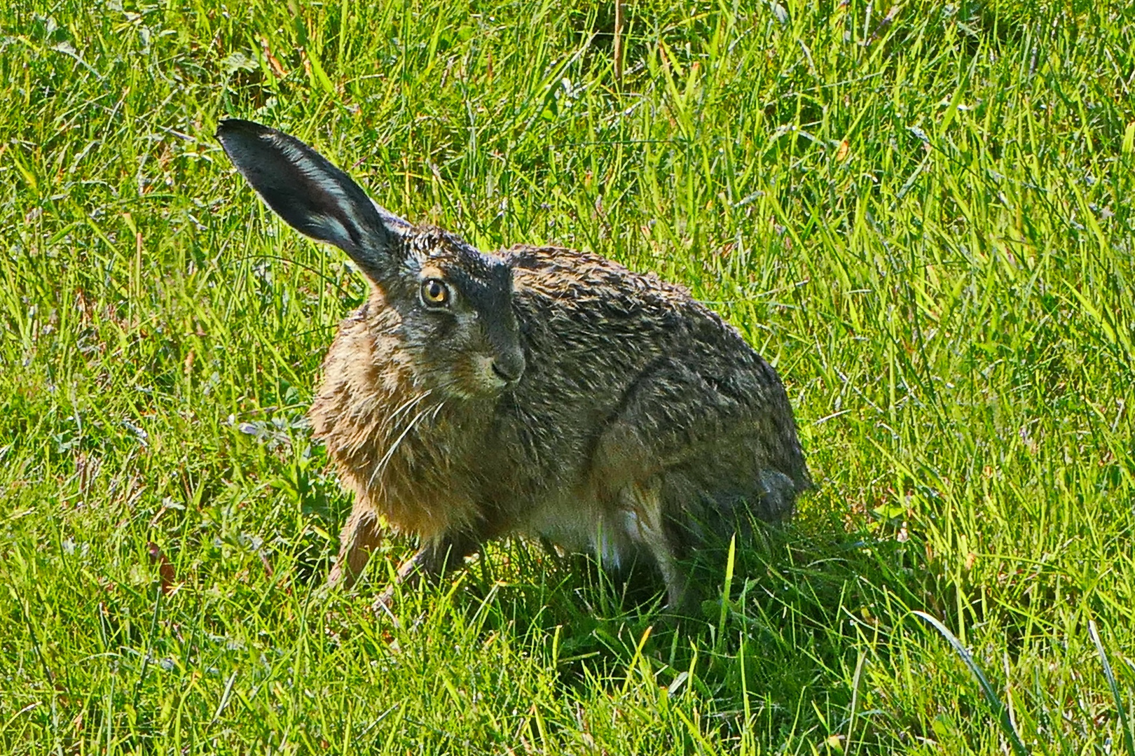 Ein-Ohr-Hase