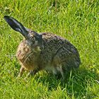 Ein-Ohr-Hase