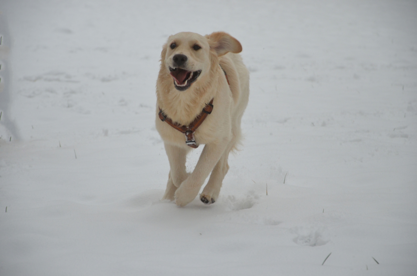 Ein Ohr Hund :-)