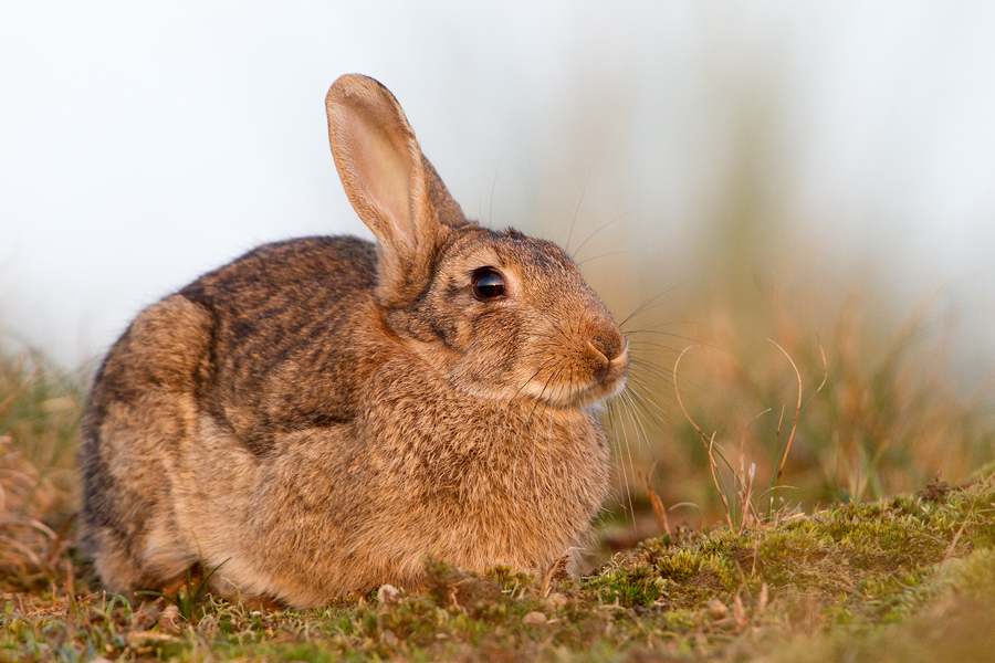 EinOhrKaninchen Foto & Bild tiere, wildlife, säugetiere Bilder auf