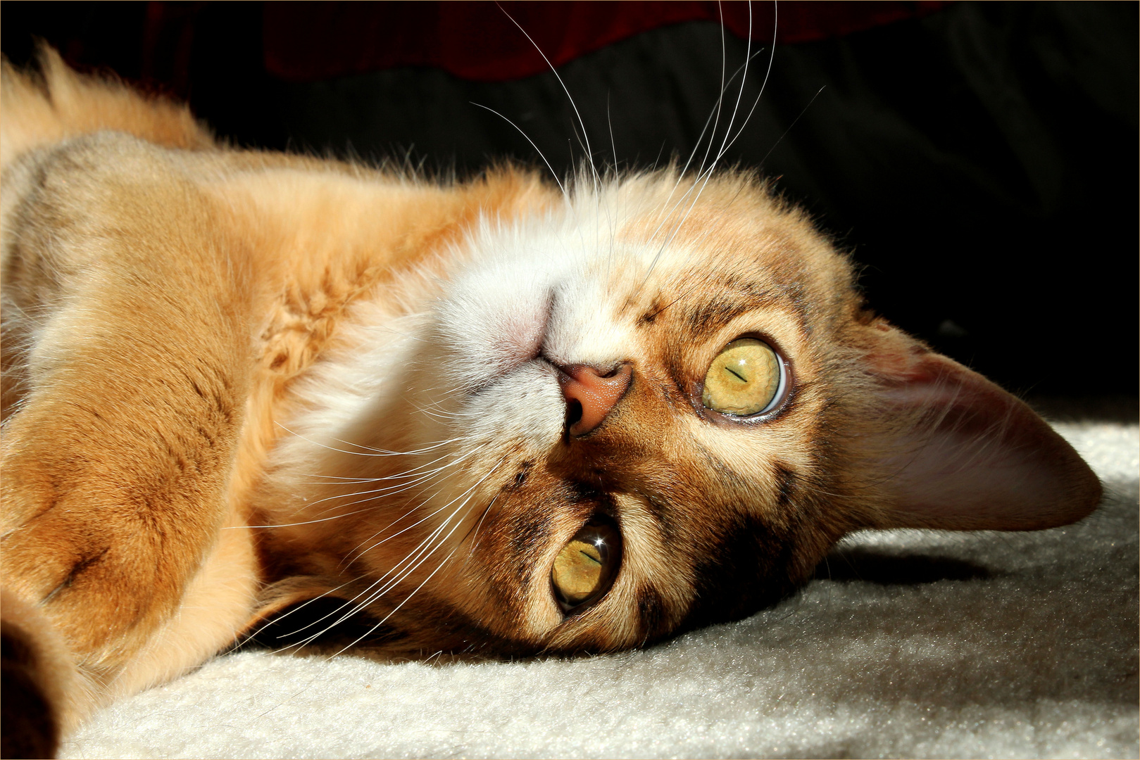 EINOHRKATZE )) Foto & Bild tiere, haustiere, katzen Bilder auf