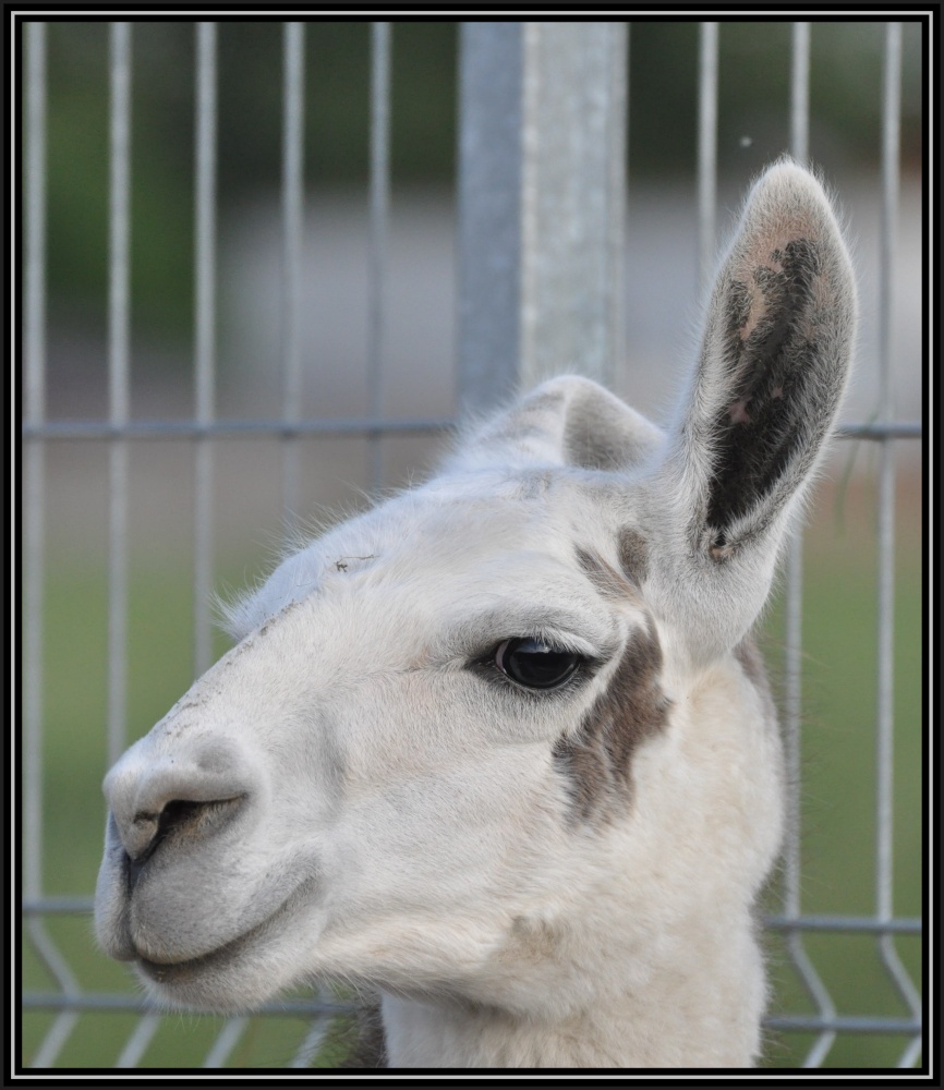 ein-Ohr-Lama