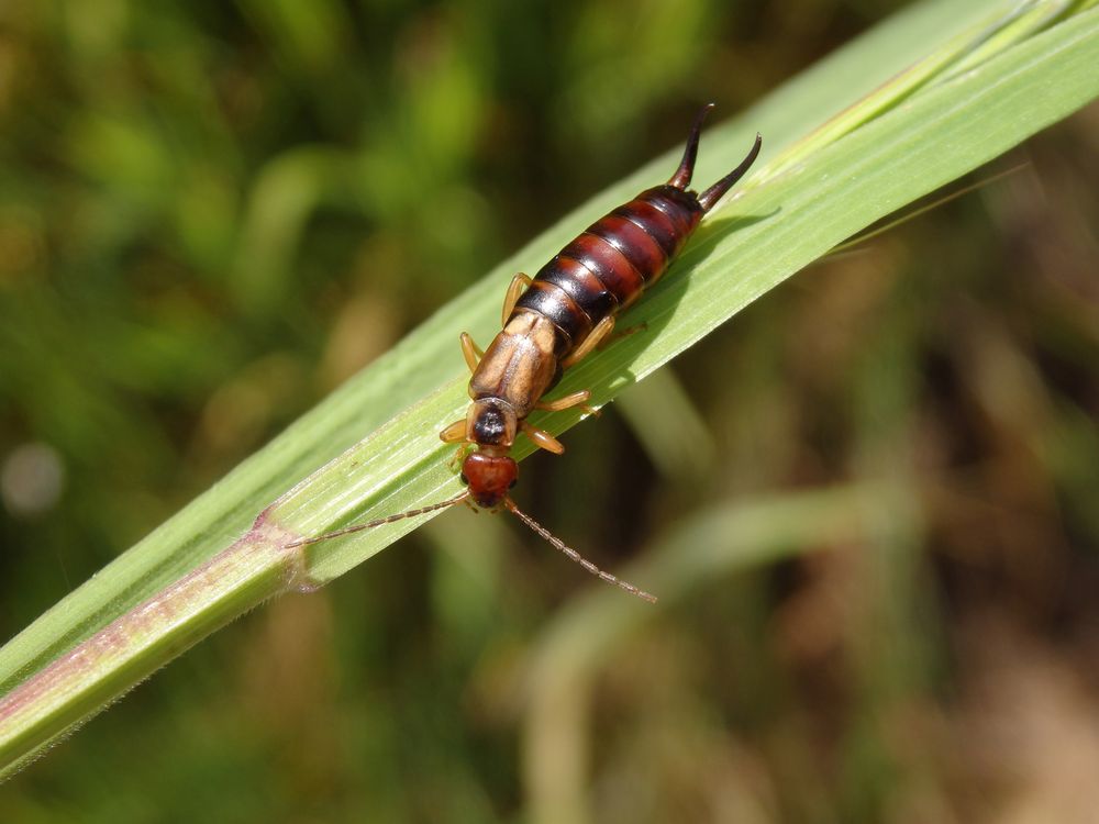 Ein Ohrwurm auf Weichgras