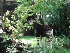 Ein Okapi steht im Walde ....