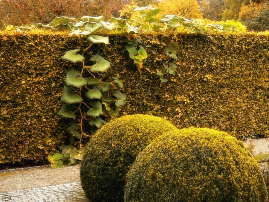 Ein Oktobertag im Garten...