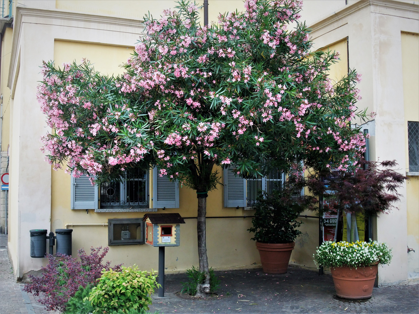 ein OLEANDER - Baum