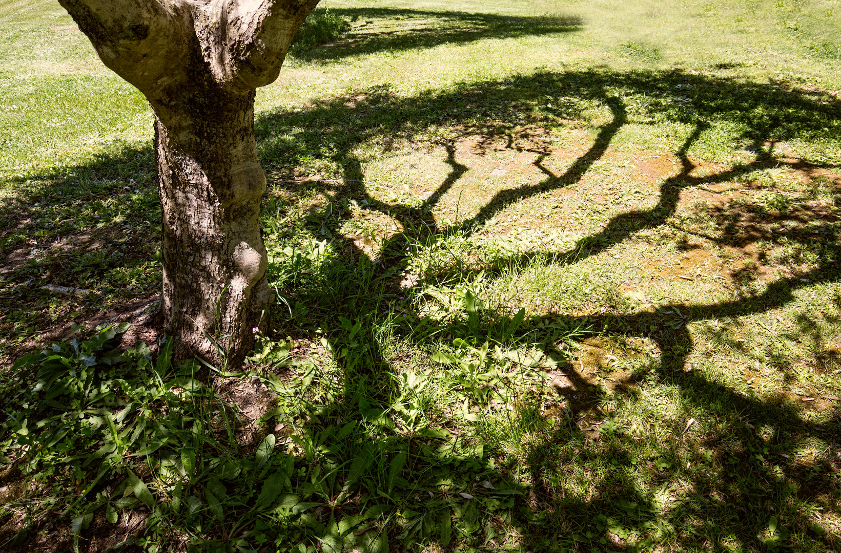 ein Olivenbaum und sein Schatten