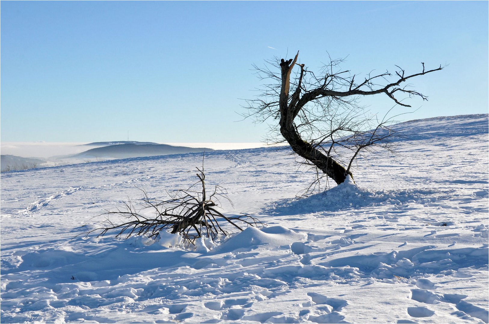 ein Opfer des Winters...