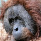 Ein Orang Utan