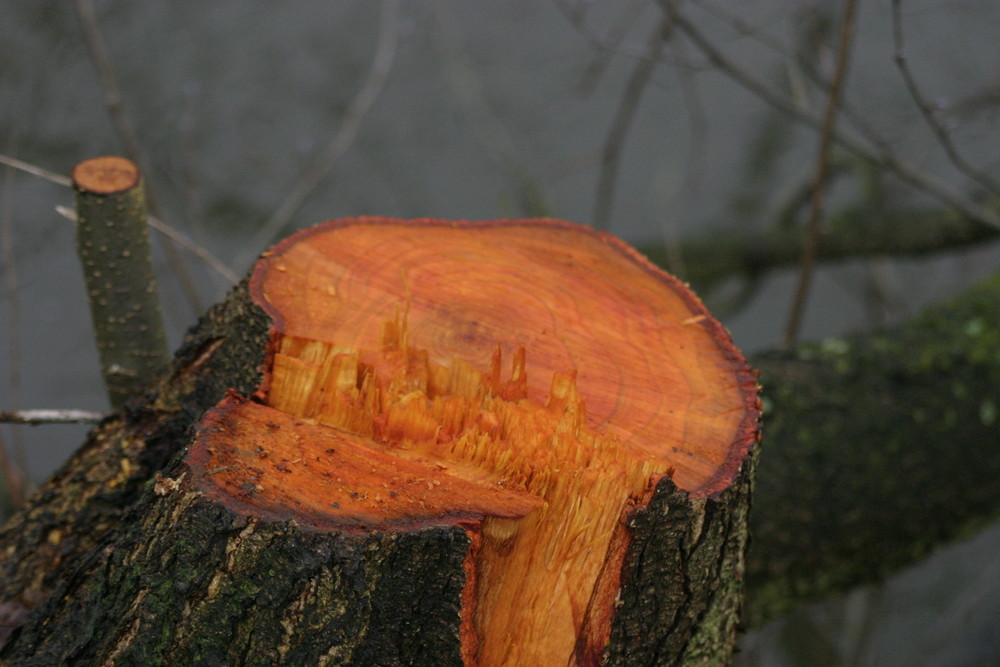 Ein orangener Baum