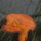 Ein orangener Baum