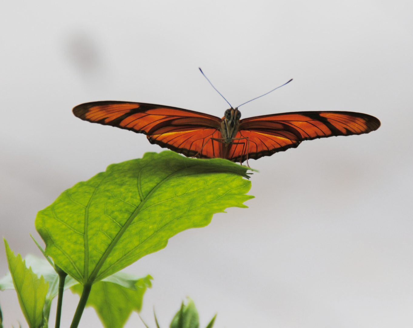 Ein oranger Schmetterling bereit zum Abflug