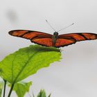 Ein oranger Schmetterling bereit zum Abflug