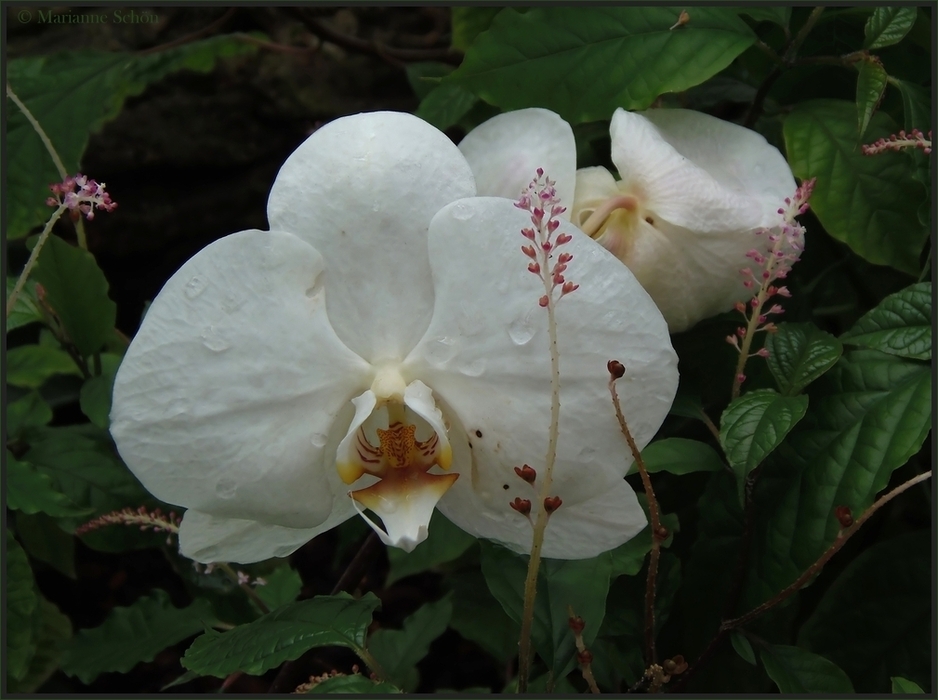 Ein Orchideenblümchen...