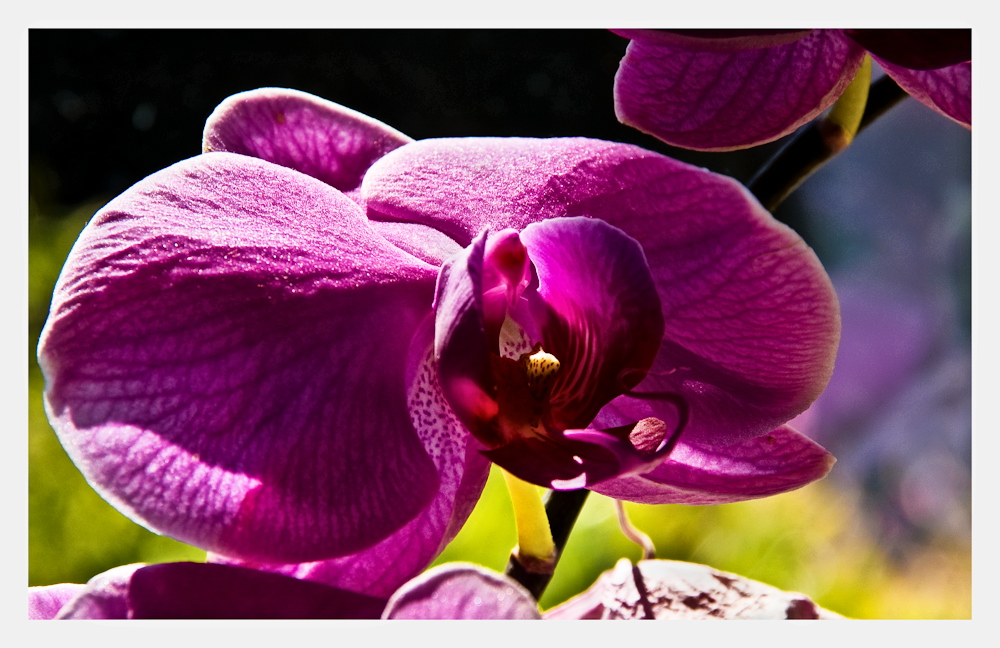 Ein Orchideen(farb)bild