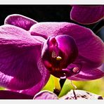 Ein Orchideen(farb)bild