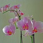 Ein Orchideengruß